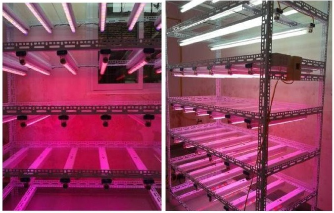 Buồng nuôi cấy mô/ nhân giống cây trồng